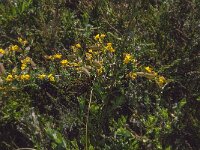 Genista anglica 10, Stekelbrem, Saxifraga-Jan van der Straaten