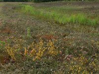 Genista anglica 17, Stekelbrem, Saxifraga-Hans Boll