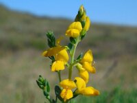 Genista anglica 20, Stekelbrem, Saxifraga-Ed Stikvoort