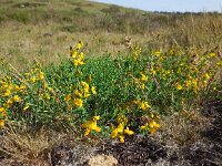 Genista anglica 25, Stekelbrem, Saxifraga-Ed Stikvoort