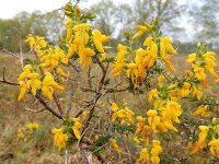 Genista anglica 26, Stekelbrem, Saxifraga-Ed Stikvoort