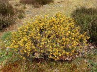 Genista anglica 27, Stekelbrem, Saxifraga-Ed Stikvoort