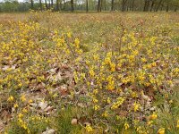 Genista anglica 29, Stekelbrem, Saxifraga-Ed Stikvoort