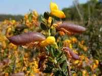 Genista anglica 3, Stekelbrem, Saxifraga-Ed Stikvoort