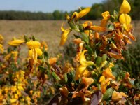 Genista anglica 32, Stekelbrem, Saxifraga-Ed Stikvoort