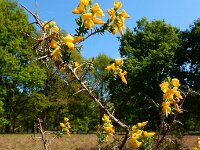 Genista anglica 35, Stekelbrem, Saxifraga-Ed Stikvoort