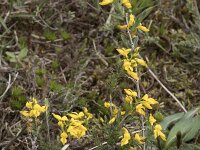 Genista anglica 36, Stekelbrem, Saxifraga-Willem van Kruijsbergen