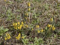 Genista anglica 38, Stekelbrem, Saxifraga-Willem van Kruijsbergen