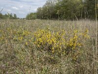 Genista anglica 39, Stekelbrem, Saxifraga-Willem van Kruijsbergen