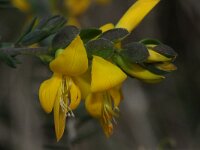 Genista anglica 4, Stekelbrem, Saxifraga-Rutger Barendse