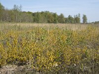 Genista anglica 41, Stekelbrem, Saxifraga-Willem van Kruijsbergen