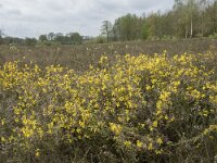 Genista anglica 55, Stekelbrem, Saxifraga-Willem van Kruijsbergen