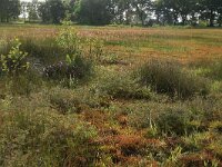 Genista anglica 8, Stekelbrem, Saxifraga-Hans Boll
