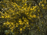 Genista cinerea 3, Saxifraga-Jan van der Straaten