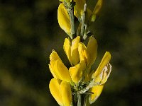Genista florida 2, Saxifraga-Willem van Kruijsbergen