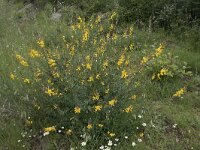 Genista florida 5, Saxifraga-Willem van Kruijsbergen