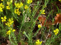 Genista hispanica 11, Saxifraga-Hans Grotenhuis
