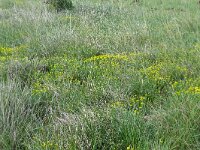 Genista hispanica 12, Saxifraga-Hans Grotenhuis