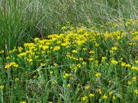 Genista hispanica 13, Saxifraga-Hans Grotenhuis