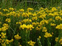 Genista hispanica 14, Saxifraga-Hans Grotenhuis