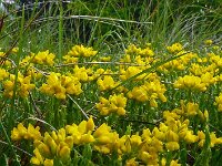 Genista hispanica 15, Saxifraga-Hans Grotenhuis