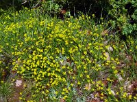 Genista hispanica 16, Saxifraga-Hans Grotenhuis