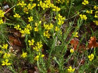 Genista hispanica 17, Saxifraga-Hans Grotenhuis