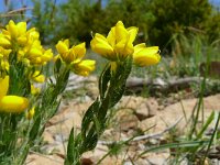 Genista hispanica 18, Saxifraga-Hans Grotenhuis