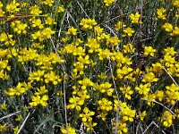 Genista hispanica 19, Saxifraga-Hans Grotenhuis