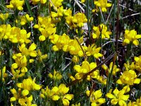 Genista hispanica 20, Saxifraga-Hans Grotenhuis