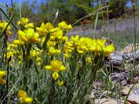 Genista hispanica 21, Saxifraga-Hans Grotenhuis