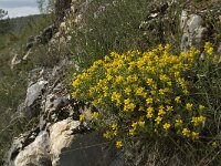 Genista hispanica 3, Saxifraga-Willem van Kruijsbergen