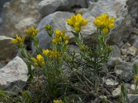 Genista hispanica 4, Saxifraga-Willem van Kruijsbergen