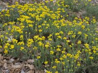 Genista hispanica 6, Saxifraga-Willem van Kruijsbergen