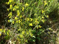 Genista hystrix, Montezinho01