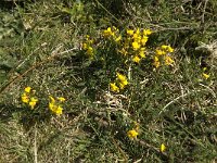Genista pilosa 10, Kruipbrem, Saxifraga-Jan van der Straaten