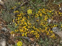 Genista pilosa 12, Kruipbrem, Saxifraga-Willem van Kruijsbergen