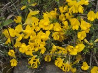 Genista pilosa 16, Kruipbrem, Saxifraga-Willem van Kruijsbergen