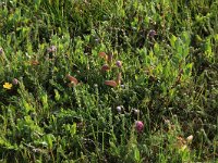 Genista pilosa 18, Kruipbrem, Saxifraga-Hans Boll