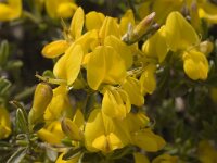 Genista pilosa 2, Kruipbrem, Saxifraga-Marijke Verhagen