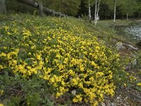 Genista pilosa 20, Kruipbrem, Saxifraga-Willem van Kruijsbergen