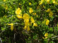 Genista pilosa 21, Kruipbrem, Saxifraga-Rutger Barendse