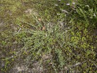 Genista pilosa 26, Kruipbrem, Saxifraga-Willem van Kruijsbergen