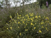 Genista pilosa 27, Kruipbrem, Saxifraga-Willem van Kruijsbergen
