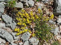 Genista pilosa 32, Kruipbrem, Saxifraga-Hans Grotenhuis