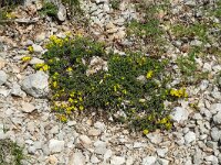 Genista pilosa 34, Kruipbrem, Saxifraga-Hans Grotenhuis