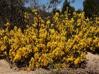 Genista pilosa 37, Kruipbrem, Saxifraga-Ed Stikvoort