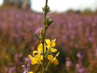Genista pilosa 38, Kruipbrem, Saxifraga-Ed Stikvoort