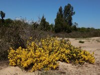 Genista pilosa 40, Kruipbrem, Saxifraga-Ed Stikvoort