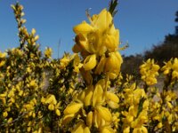 Genista pilosa 41, Kruipbrem, Saxifraga-Ed Stikvoort